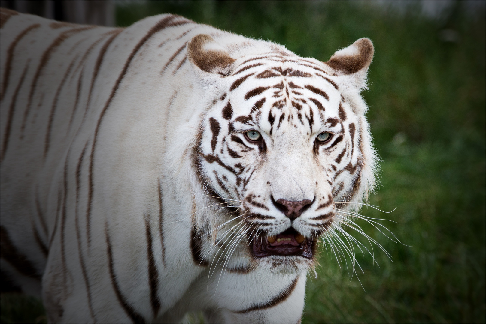 Weißer Tiger - face to face