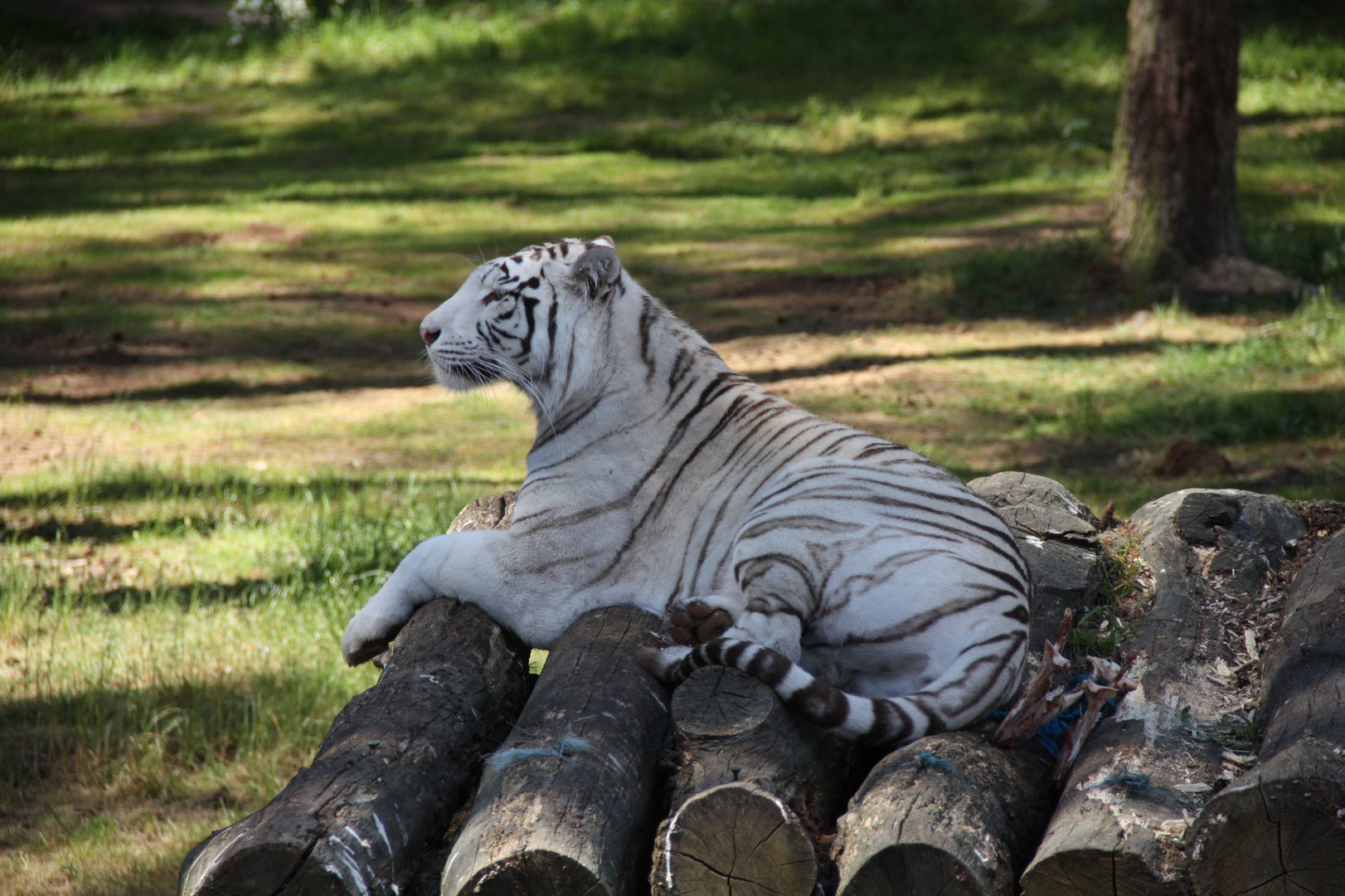 weißer Tiger