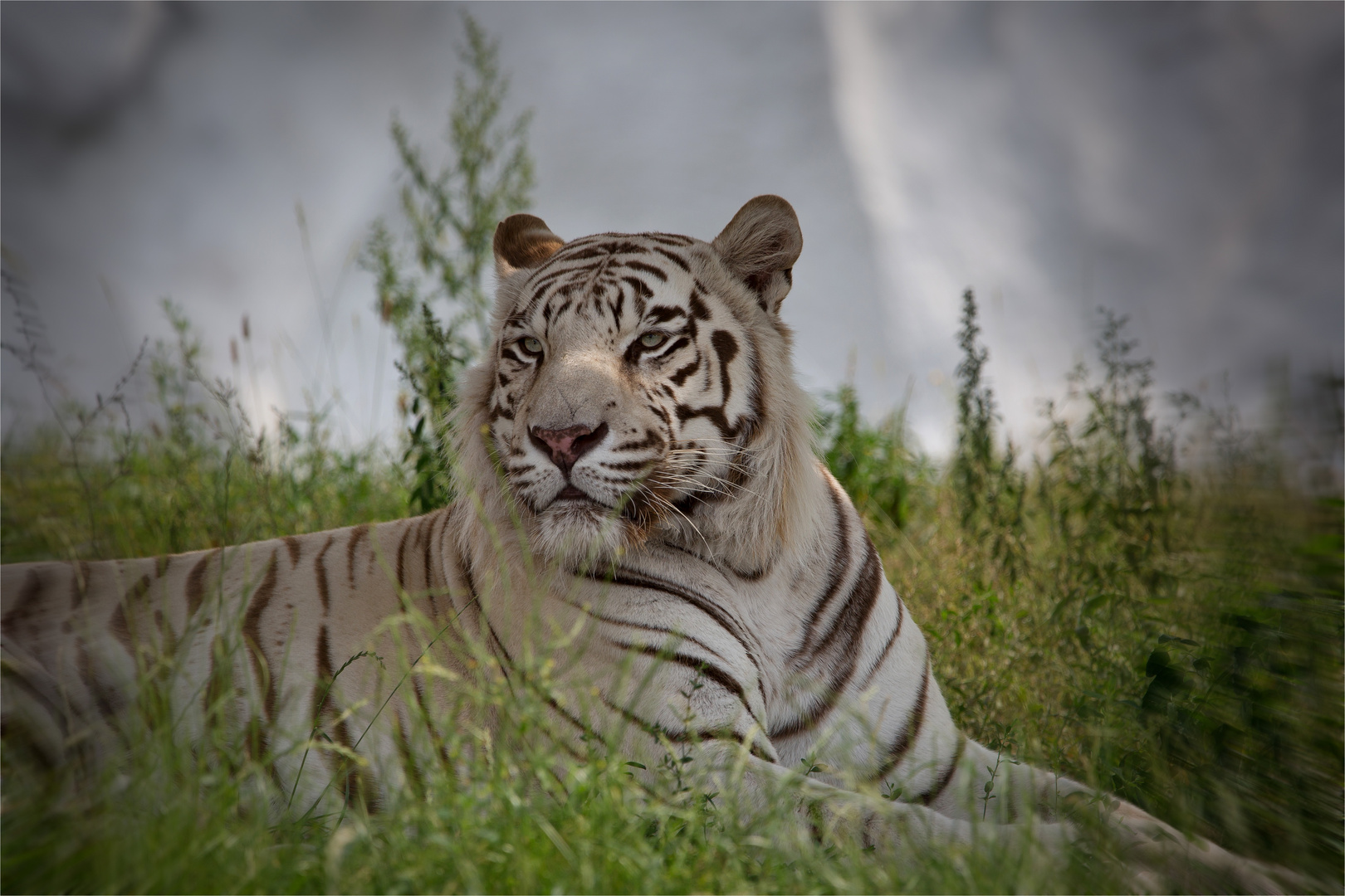 Weißer Tiger im Gras