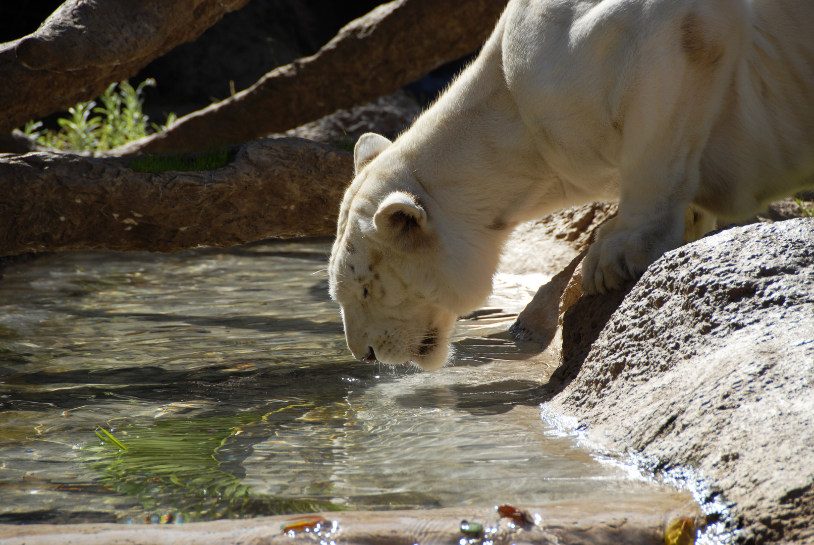 weißer Tiger im Loro Park