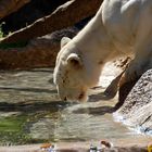 weißer Tiger im Loro Park