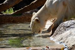 weißer Tiger im Loro Park