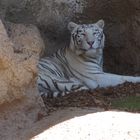 Weißer Tiger im Loro Parque auf Teneriffa