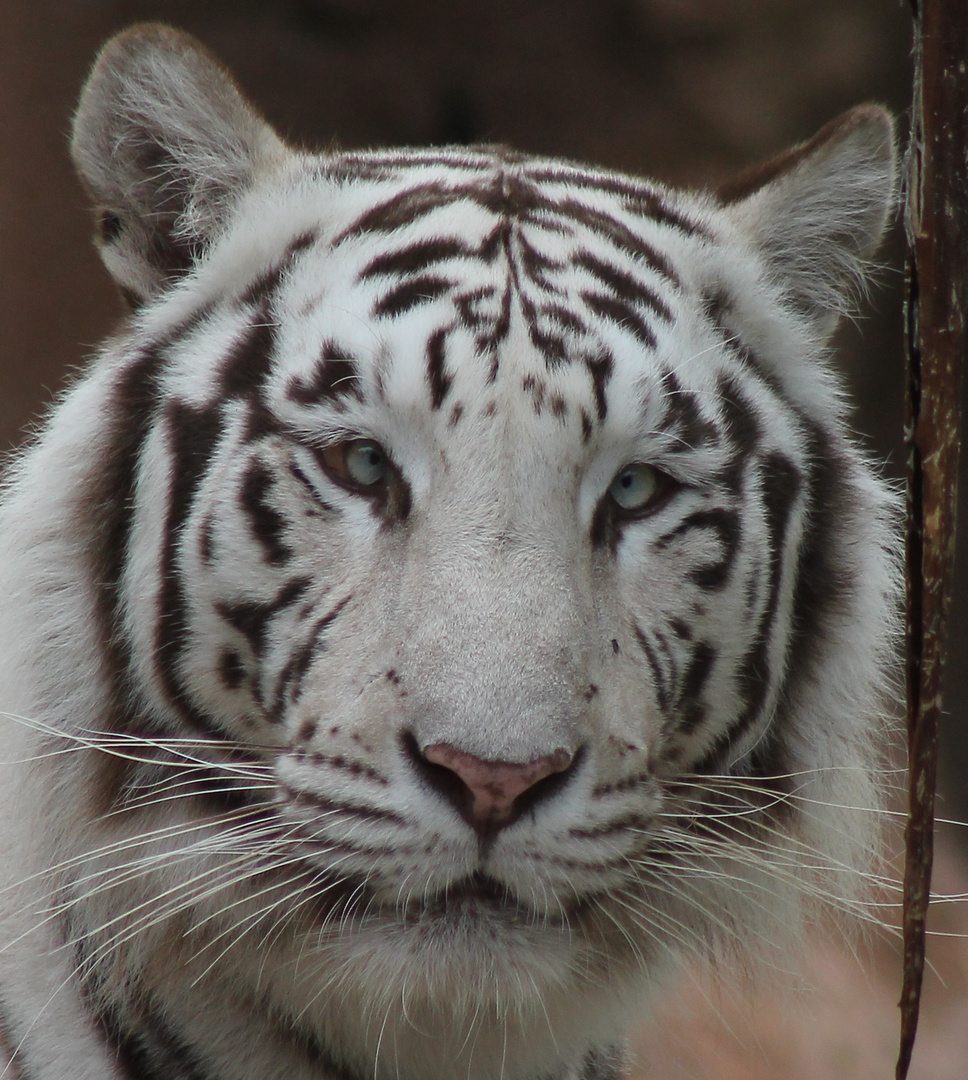 Weißer Tiger im Loro Parque Tenerife