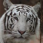 Weißer Tiger im Loro Parque Tenerife