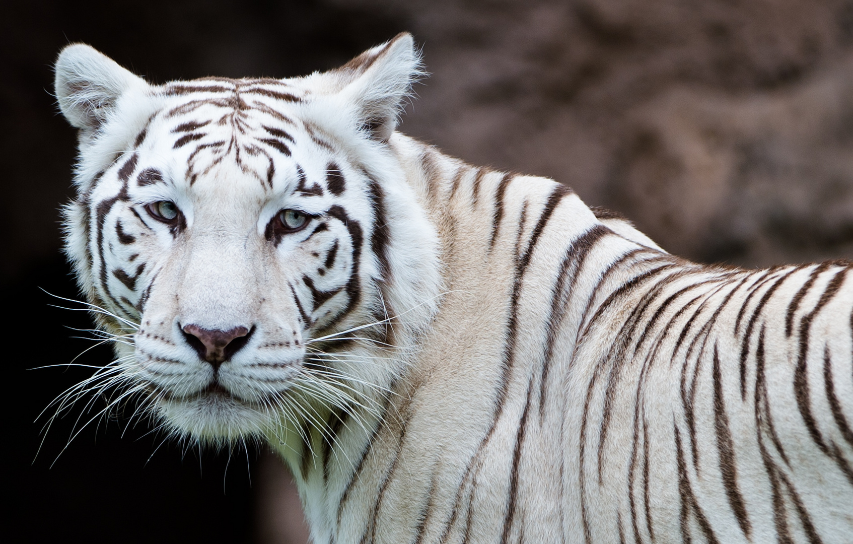 Weißer Tiger im Loro Parque, Teneriffa