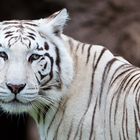 Weißer Tiger im Loro Parque, Teneriffa