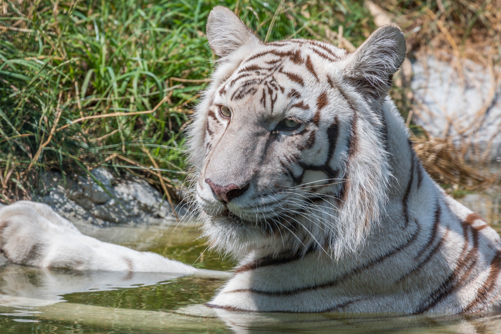 Weisser Tiger im René Strickler's Raubtierpark