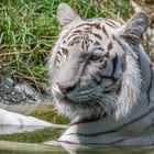 Weisser Tiger im René Strickler's Raubtierpark