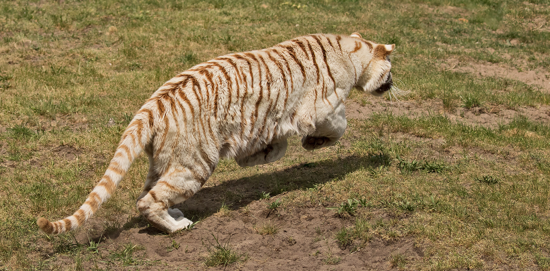 Weißer Tiger im Sprung 008