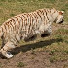 Weißer Tiger im Sprung 008