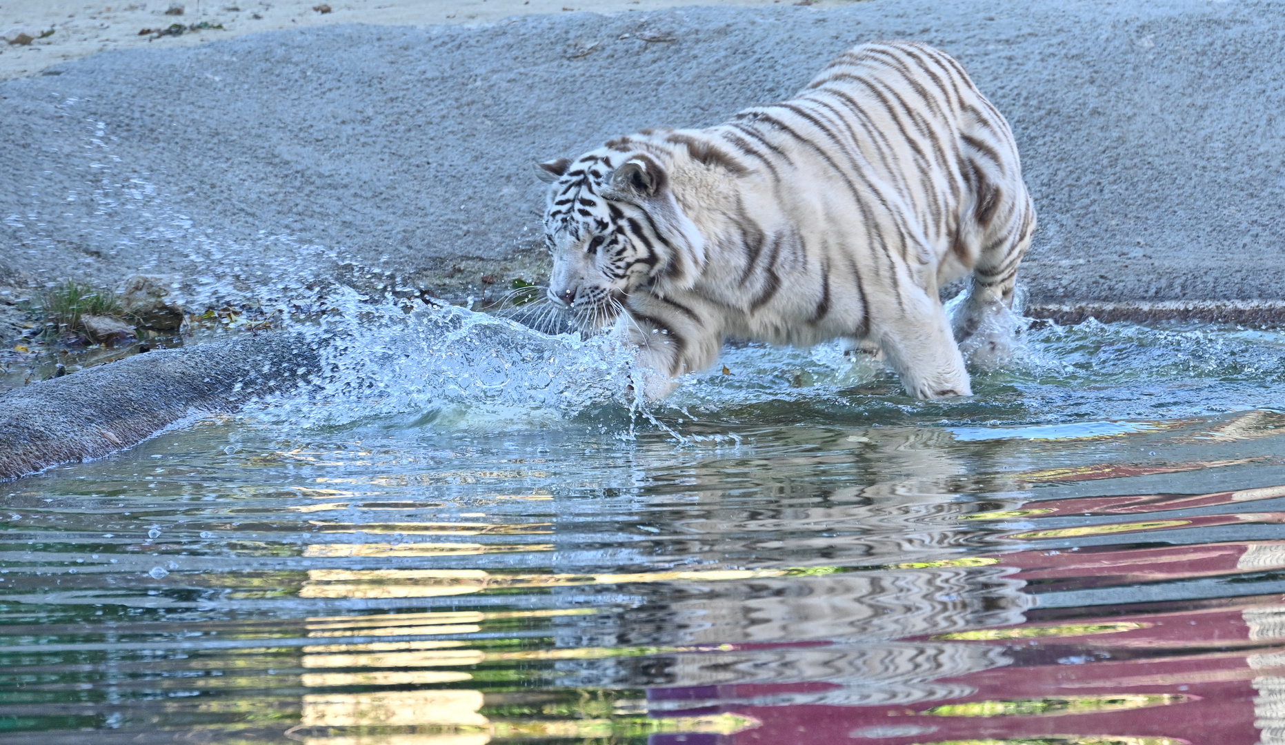 Weisser Tiger im Wasser