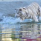 Weisser Tiger im Wasser