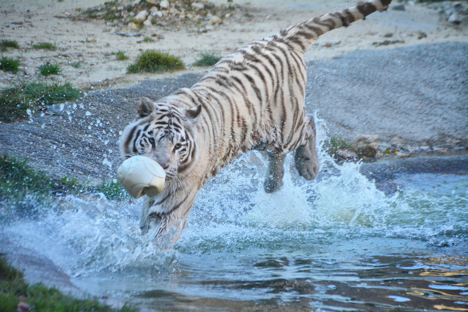 Weisser Tiger im Wasser