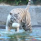 Weisser Tiger im Wasser