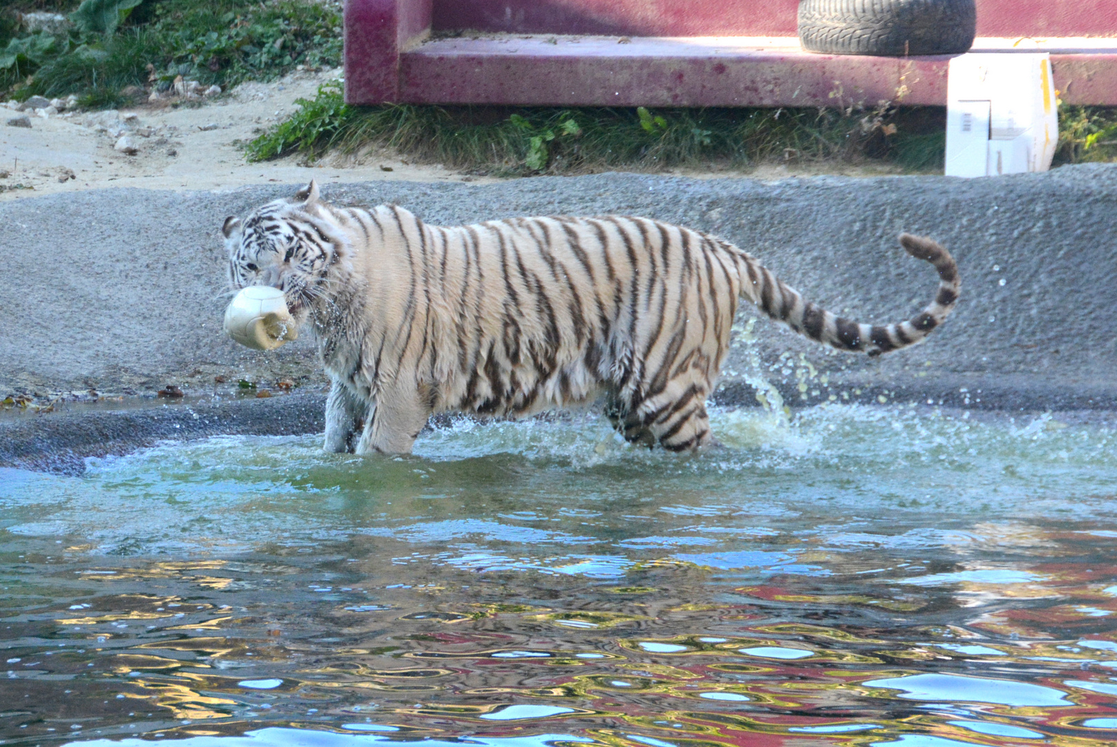 Weisser Tiger im Wasser