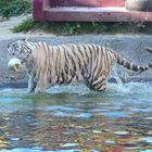 Weisser Tiger im Wasser