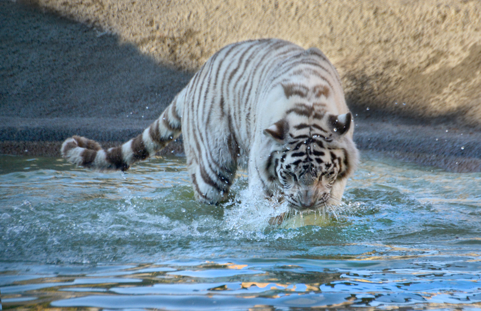 Weisser Tiger im Wasser