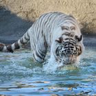 Weisser Tiger im Wasser