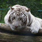 Weisser Tiger im Zoo Aschersleben