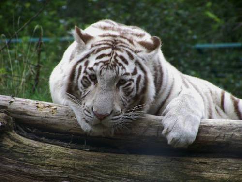 Weisser Tiger im Zoo Aschersleben