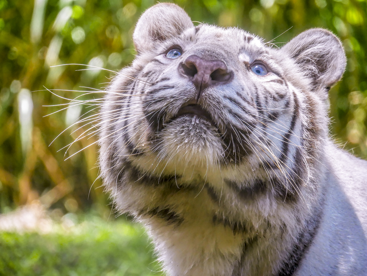 Weisser Tiger in Indonesien