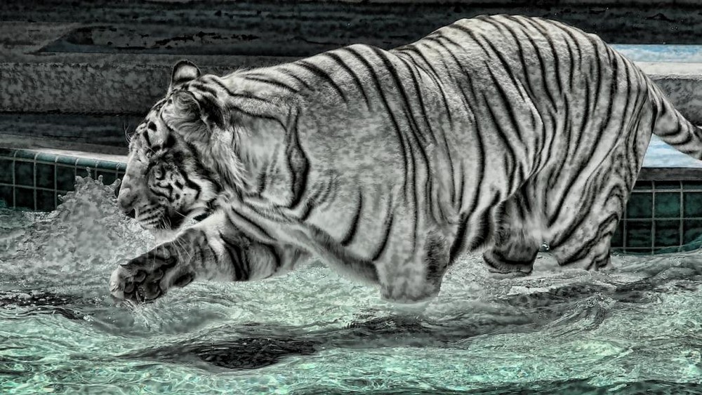Weisser Tiger in Las Vegas