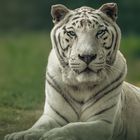 Weißer Tiger "Karim"