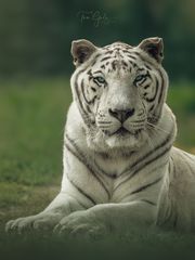 Weißer Tiger "Karim"