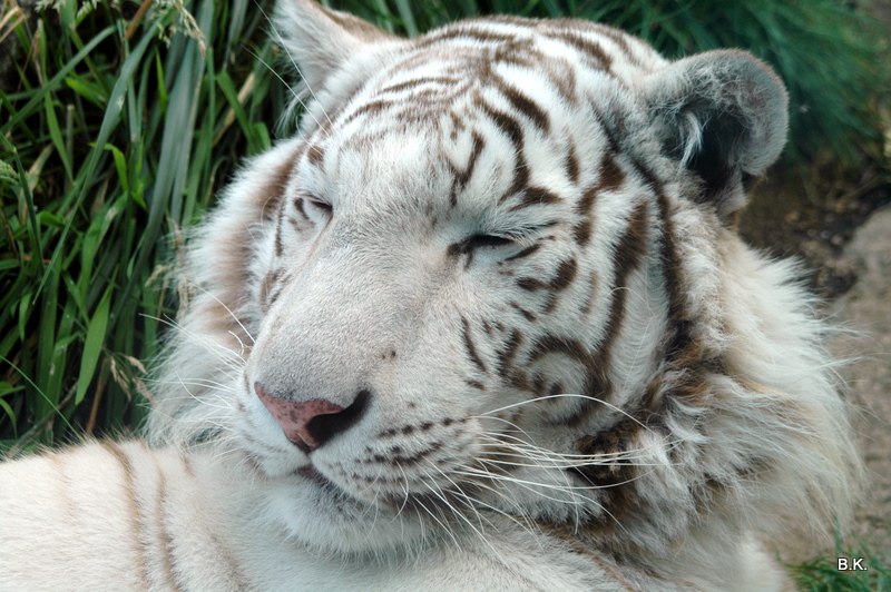 weißer Tiger kurz vor dem Mittagsschlaf