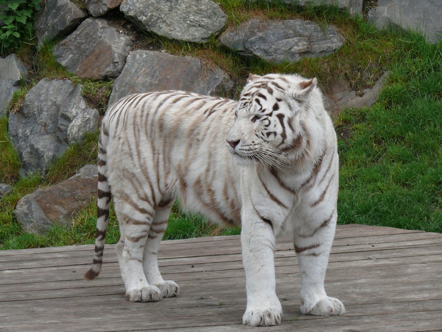 Weißer Tiger -- Lecker war es