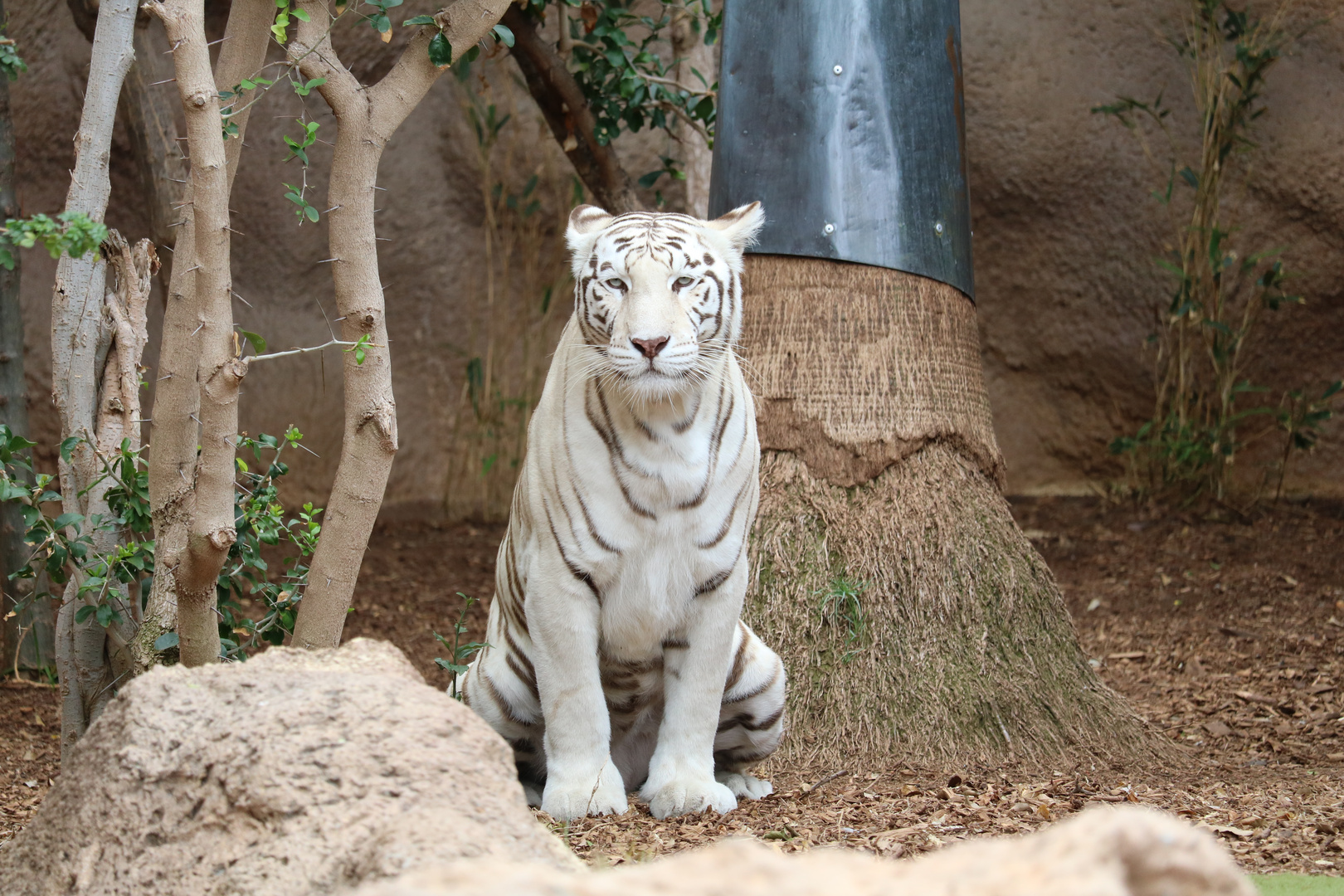 Weißer Tiger - Loro Park - Teneriffa 2017