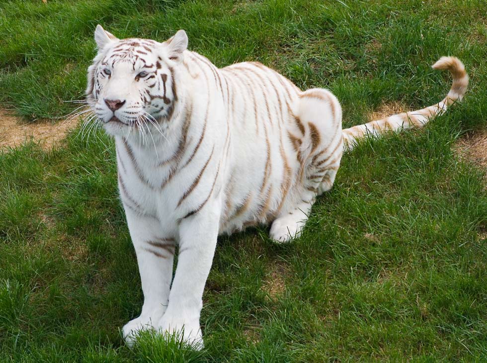 Weisser Tiger Mit Blauen Augen Foto Bild Tiere Zoo Wildpark Falknerei Saugetiere Bilder Auf Fotocommunity