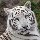 Weißer Tiger Portrait 001