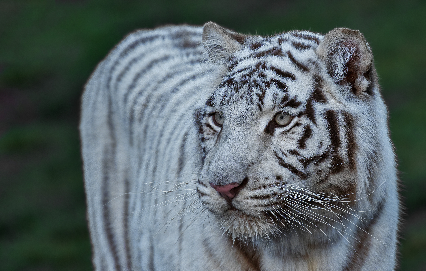 Weißer Tiger Portrait 001