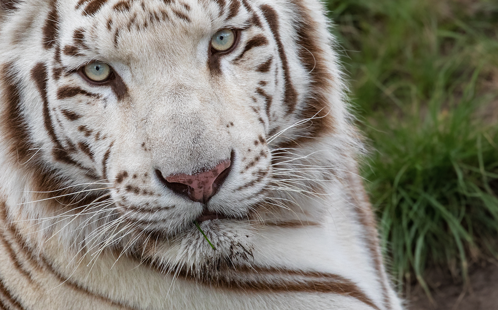 Weißer Tiger-Portrait 001