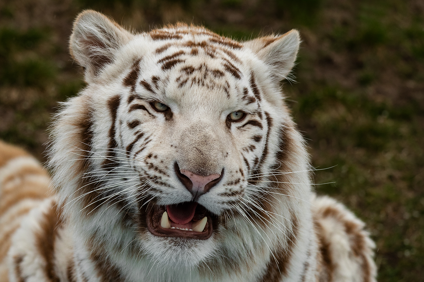Weißer Tiger-Portrait 001 
