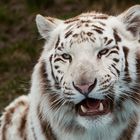 Weißer Tiger-Portrait 001