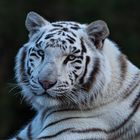 Weißer Tiger Portrait 001