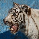 Weißer Tiger Portrait 001