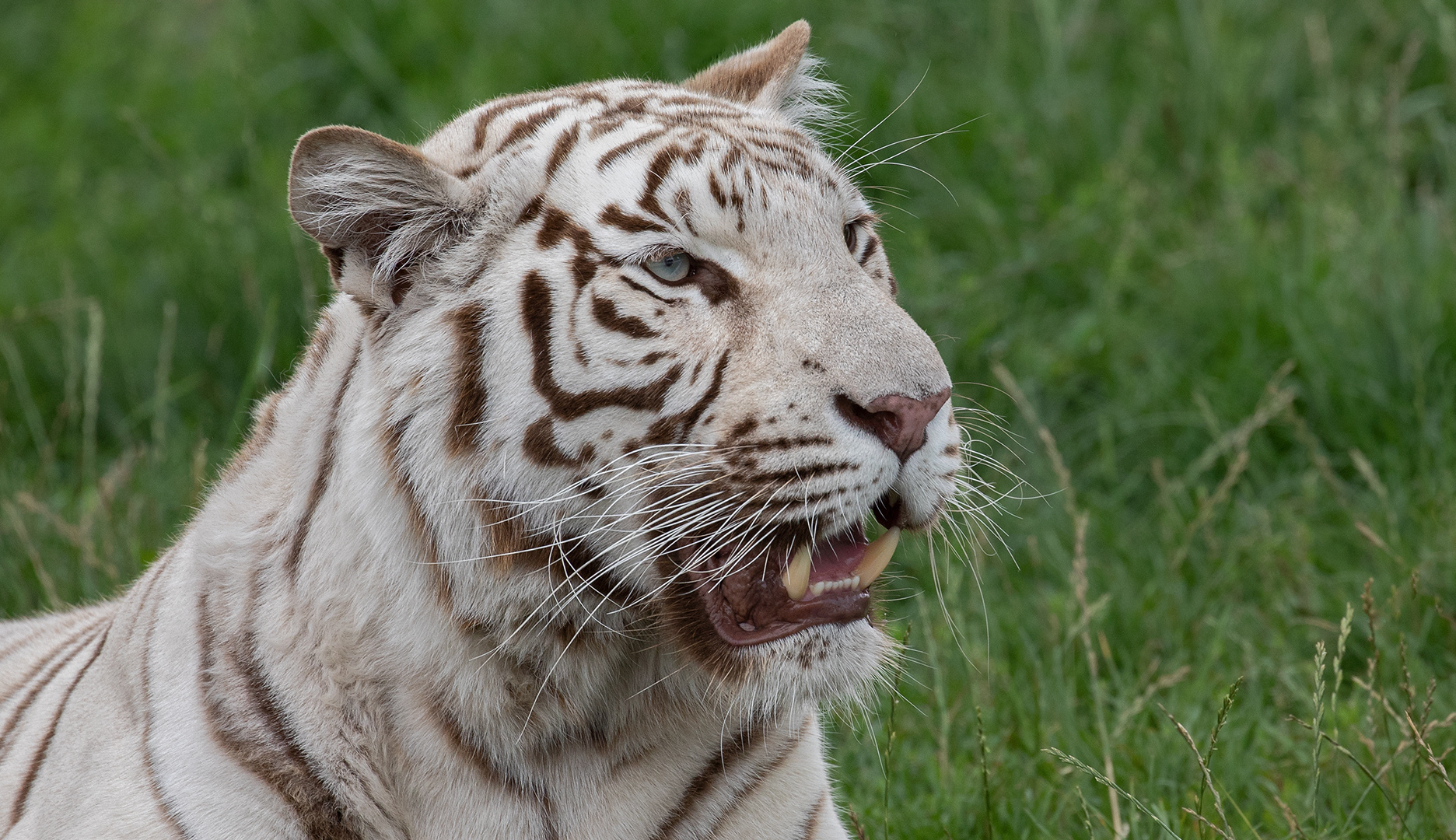 Weißer Tiger Portrait 001