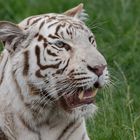 Weißer Tiger Portrait 001