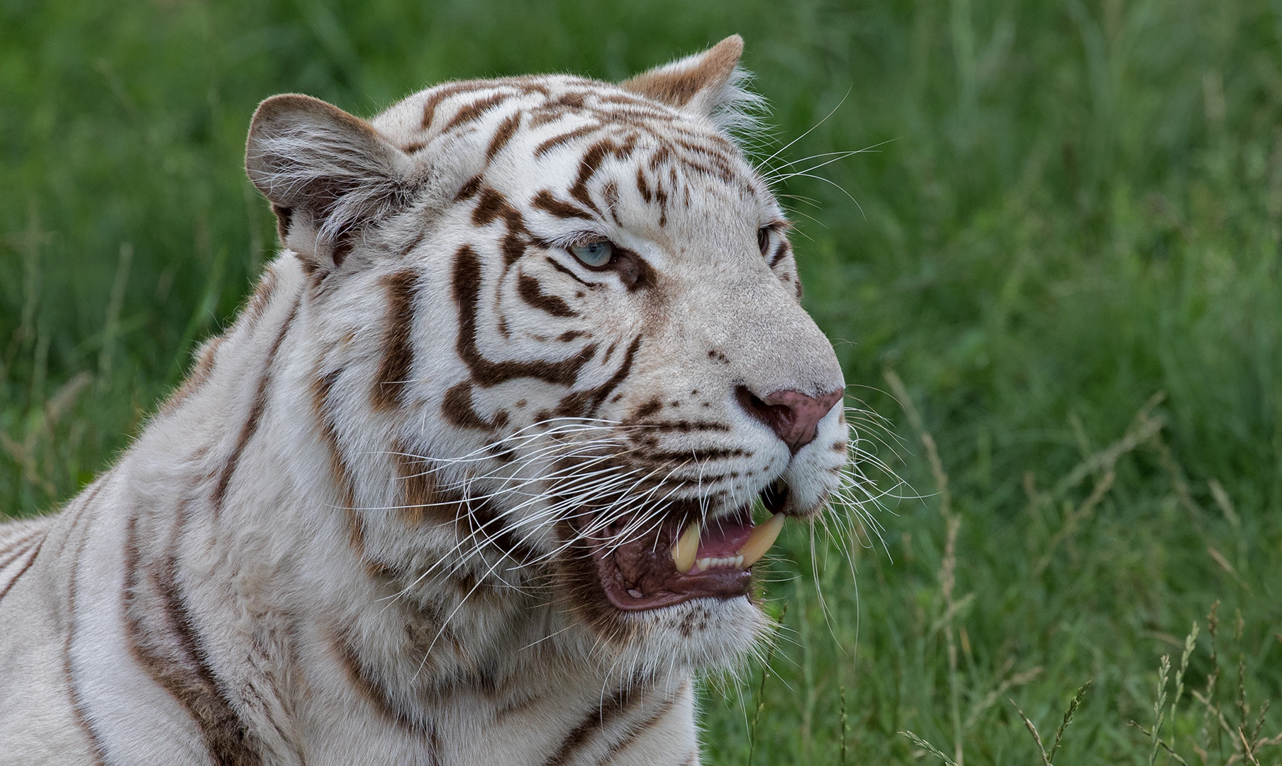 Weißer Tiger Portrait 001