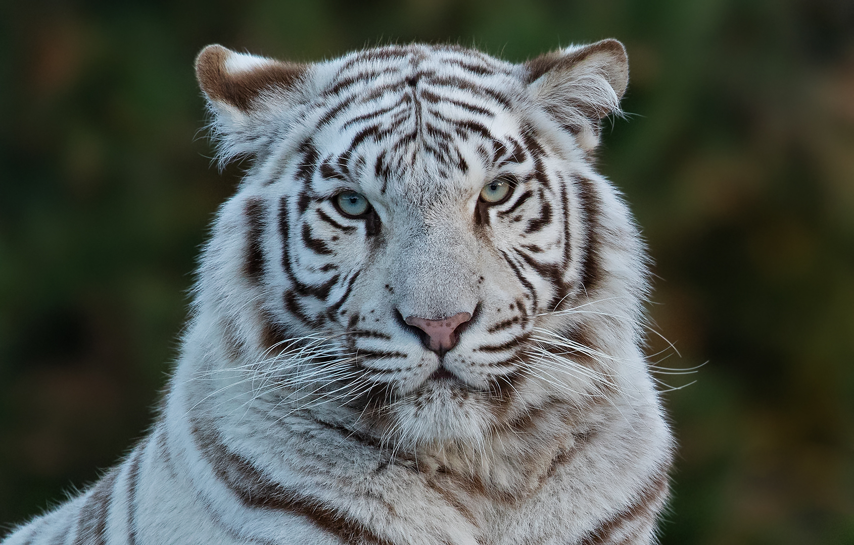 Weißer Tiger-Portrait 002