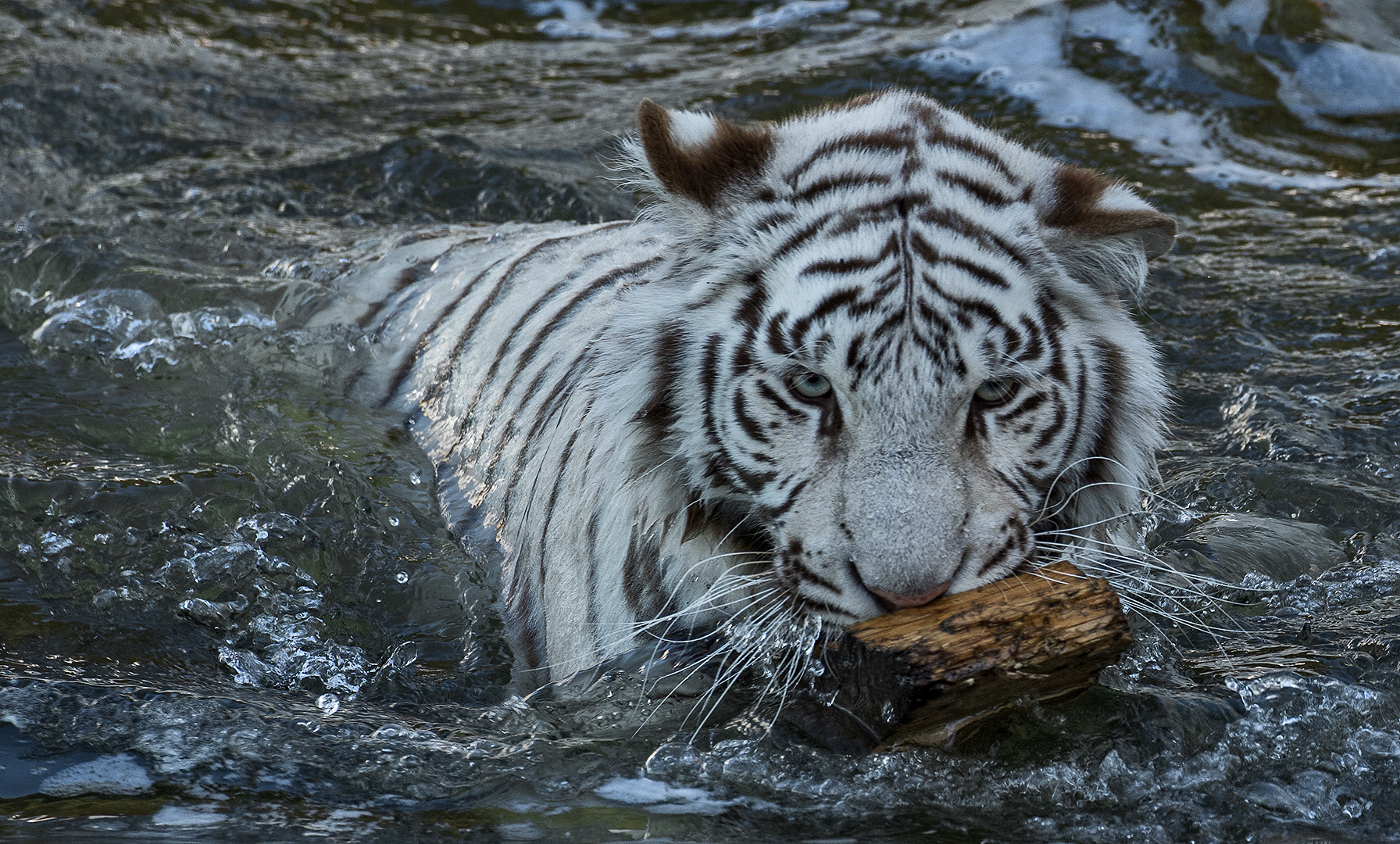 Weißer Tiger Portrait 002