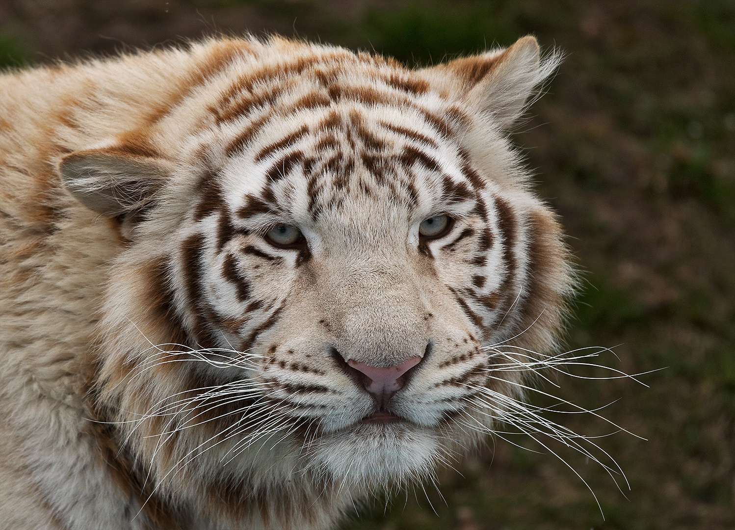 Weißer Tiger-Portrait 002a