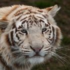 Weißer Tiger-Portrait 002a