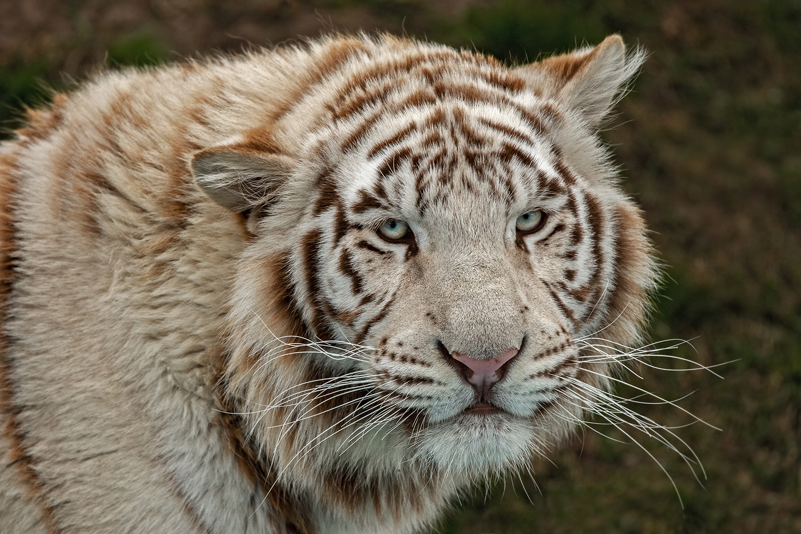 Weißer Tiger-Portrait 003 