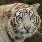 Weißer Tiger-Portrait 003 