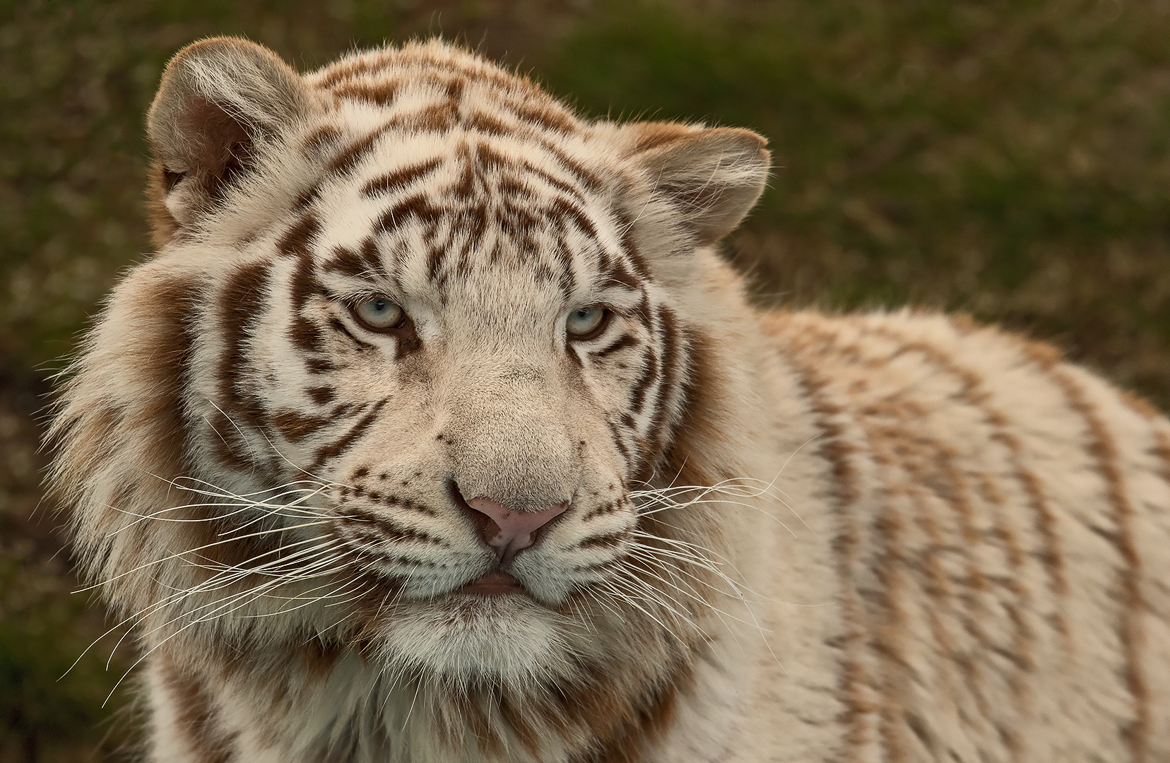 Weißer Tiger Portrait 003